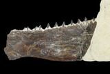 Fossil Fish (Ichthyodectes) Jaw Section - Kansas #114016-3